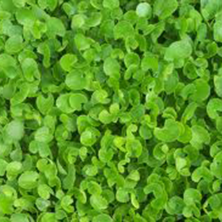 gotu kola